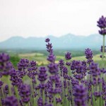 Lavender owner’s garden