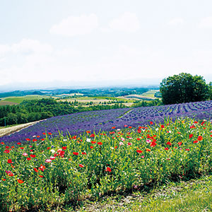 Miyama Pass