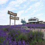 Hinode lavender garden