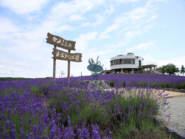 Hinode lavender garden