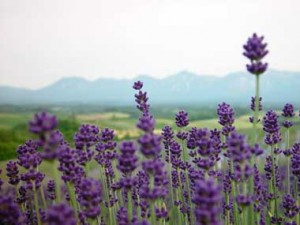 Lavender owner’s garden