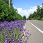 lavender road