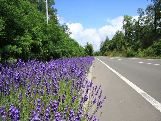 lavender road