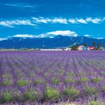 Farm Tomita, lavender east