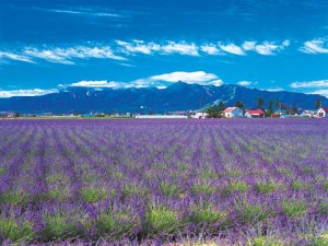 Farm Tomita, lavender east