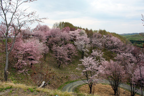 今が旬！ 国道237号線 深山峠さくら園