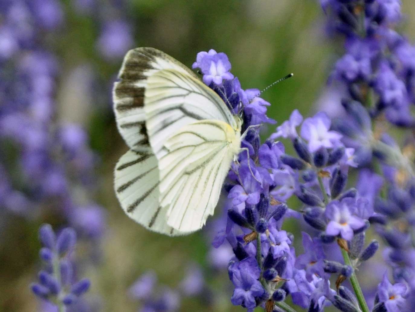 上富良野町日の出公園ラベンダー満開です。