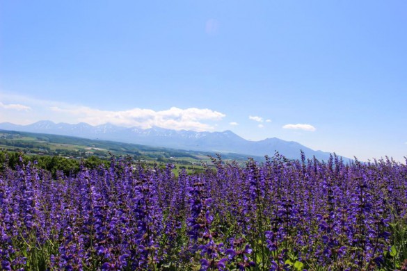 catmint