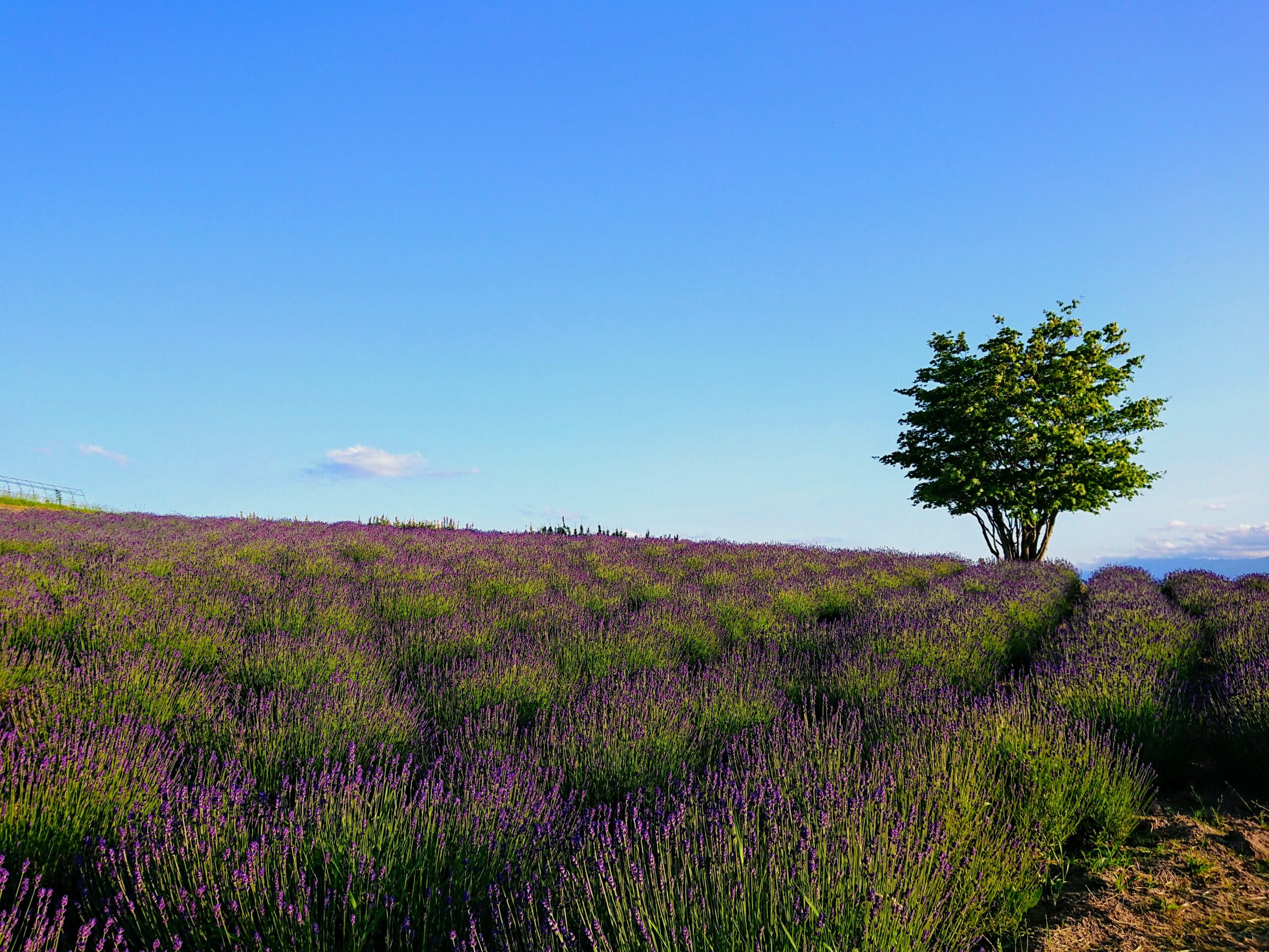 ラベンダーの季節到来です(^^♪