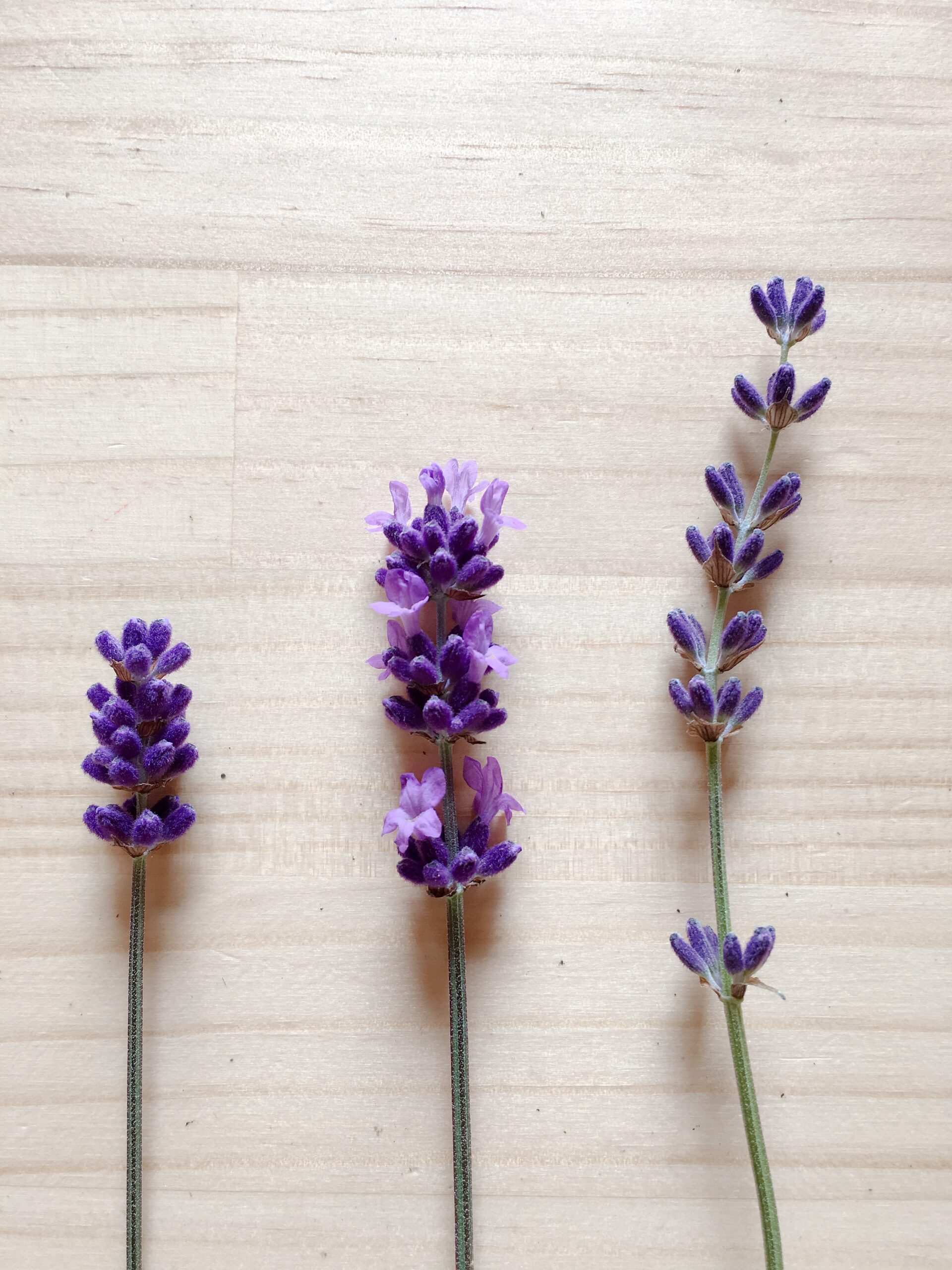 ラベンダー3号＆4号♪