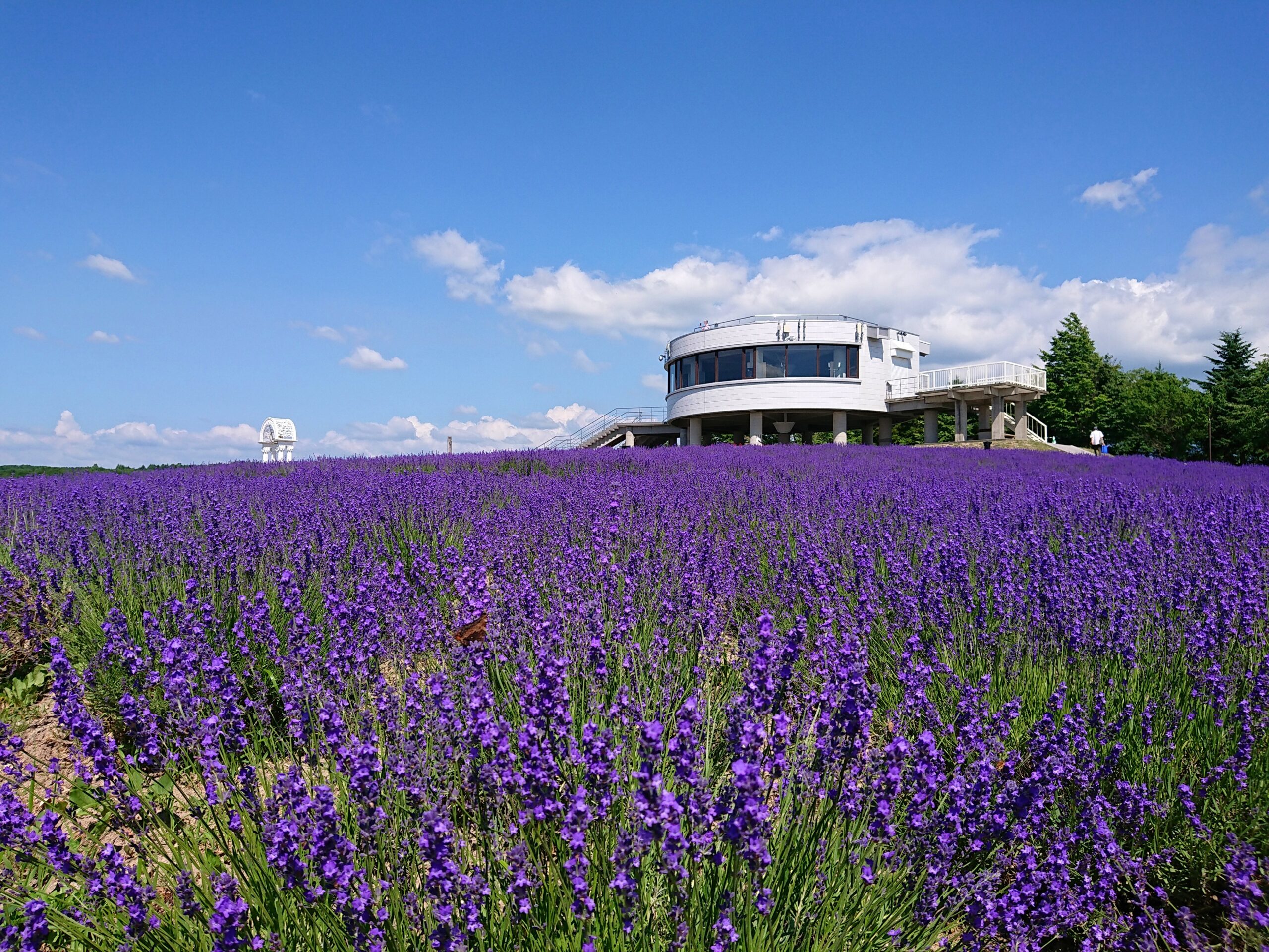晴天の上富良野！ラベンダー只今見頃です♪