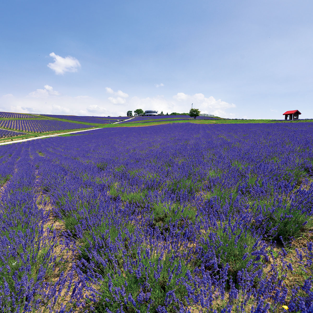 ご確認ページ⭐︎糸魚川ラベンダー ラベンダー見頃情報 | ラベンダーのまち｜ かみふらの十勝岳観光協会
