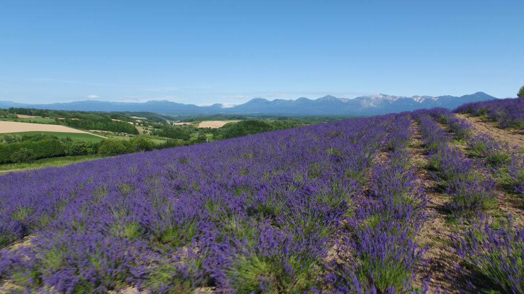 ラベンダーオーナーへ香りのプレゼントを発送開始しました ラベンダーオーナーへ香りのプレゼントを発送開始しました