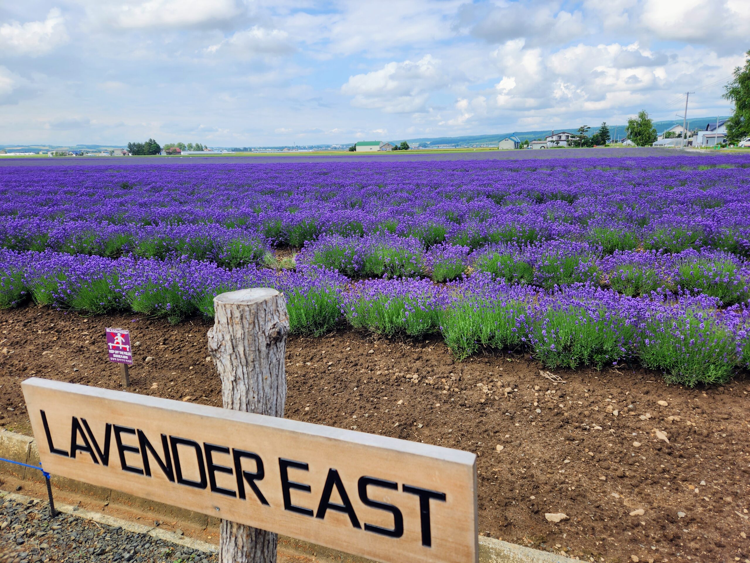 ラベンダーイーストへ行ってきました♪