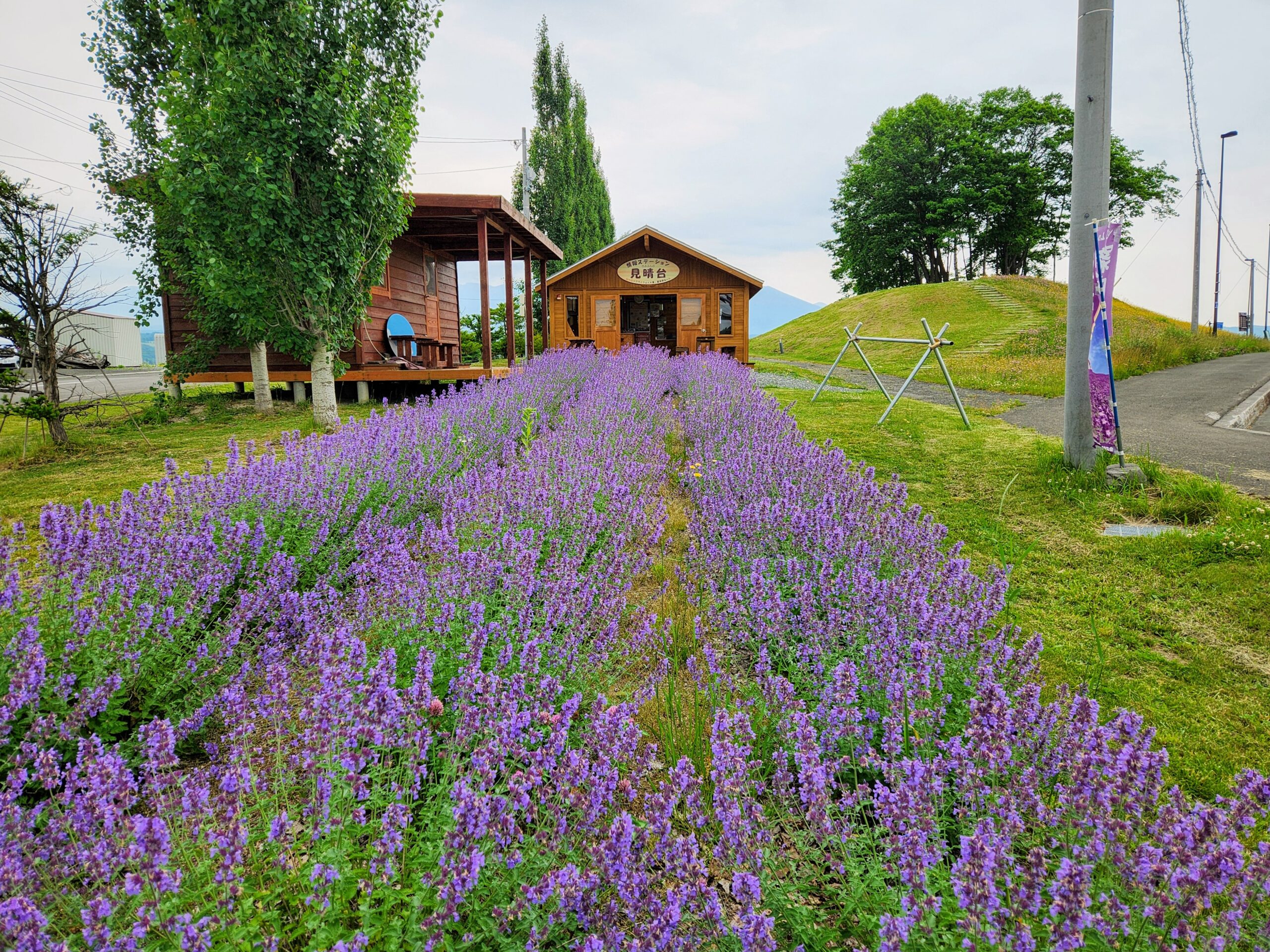 キャットミントが咲いています