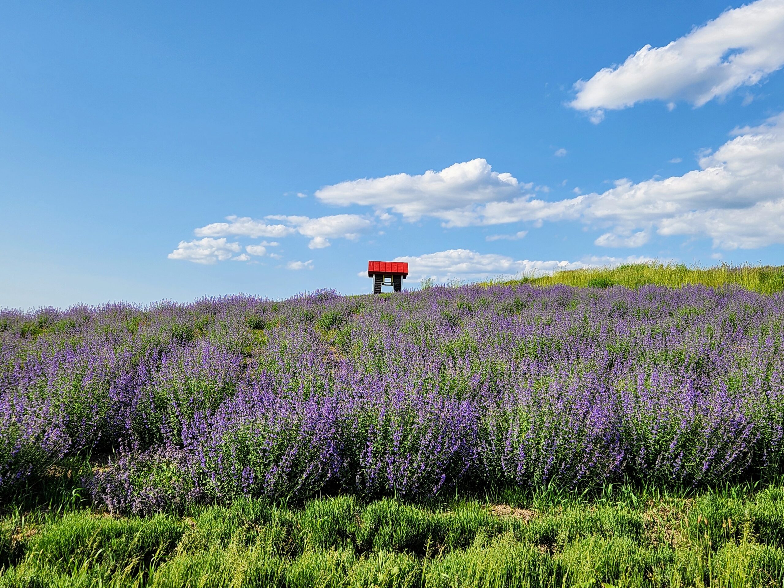 キャットミントの開花が始まりました♪