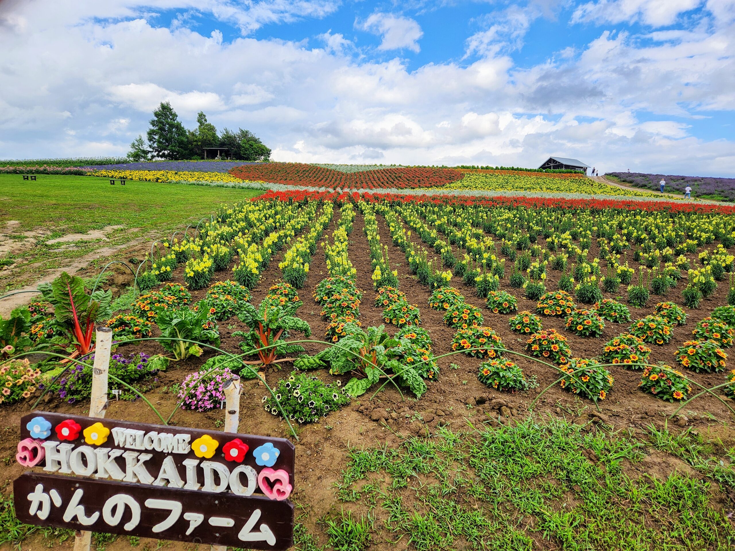 ★富良野・富田ファームの花畑・肉筆油彩画・F6キャンバス 猛暑の上富良野！かんのファームのお花状況♪