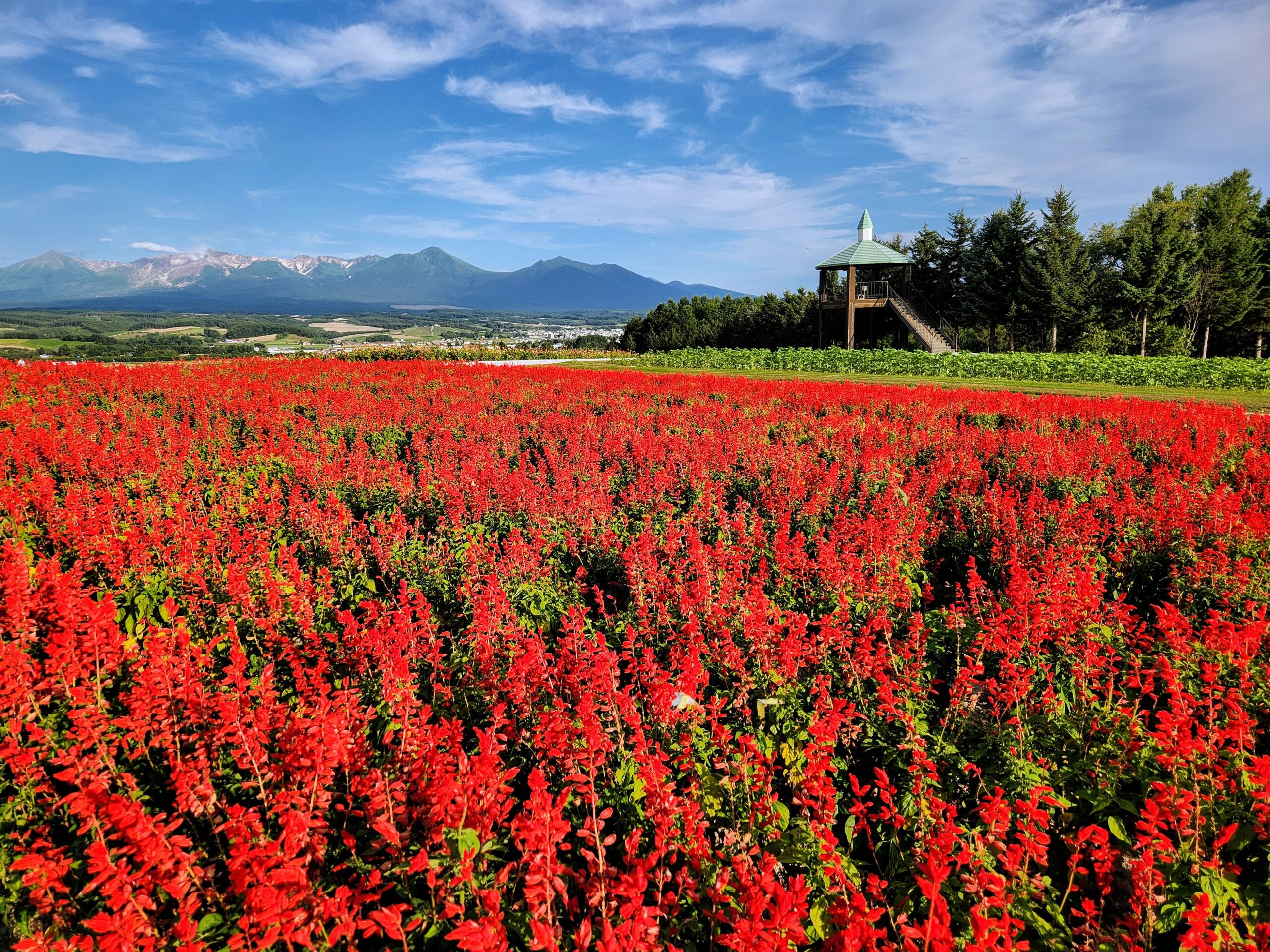 フラワーランドかみふらのの最新お花状況♪