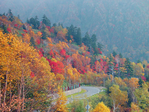 十勝岳の紅葉