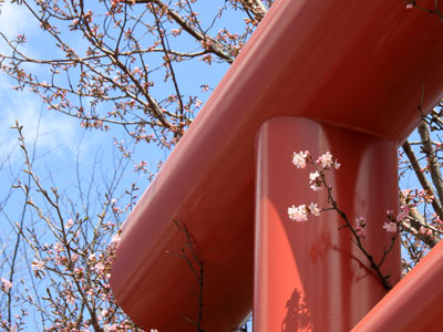 上富良野神社の桜