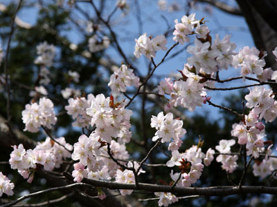 上富良野